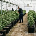 Oklahoma State Agents Seize Over 6,000 Marijuana Plants in Major Atoka Raid