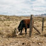 New World Screwworm Identified in U.S.: Oklahoma on High Alert After Recent Cases